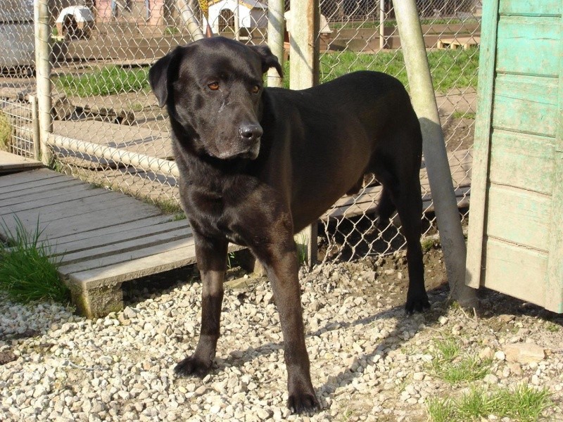 URGENT LABRADOR A ADOPTER Labrad10