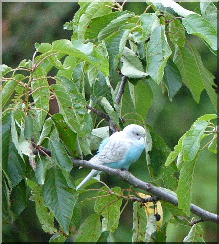 l'oiseau bleu P1010310