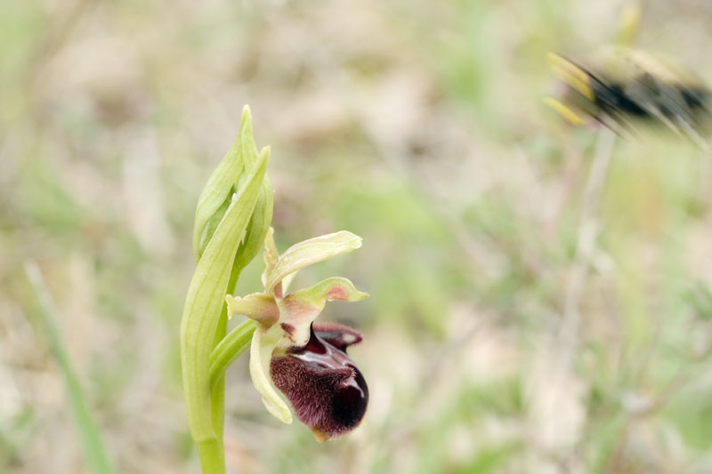 Pollinisateur sur Ophrys incubacea 20070427