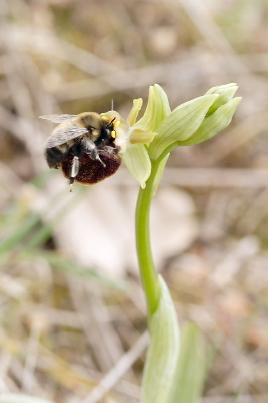 Pollinisateur sur Ophrys incubacea 20070428