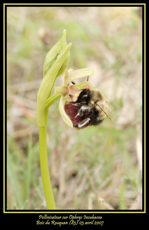 Pollinisateur sur Ophrys incubacea 20070432