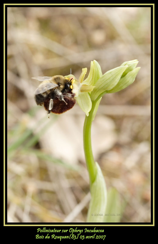 Pollinisateur sur Ophrys incubacea 20070433