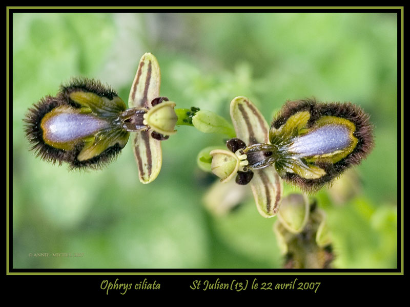 Ophrys speculum( Ophrys miroir ) 20070446