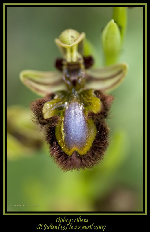 Ophrys speculum( Ophrys miroir ) 20070449
