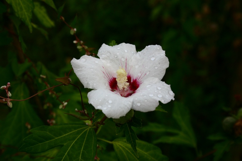 Mes fleurs. - Page 2 Img_4010