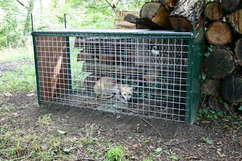 Poulailler à renard. Img_4213