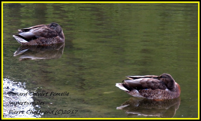 Parc Michel Chartrand Canard11