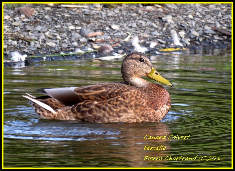 Parc Michel Chartrand Canard12