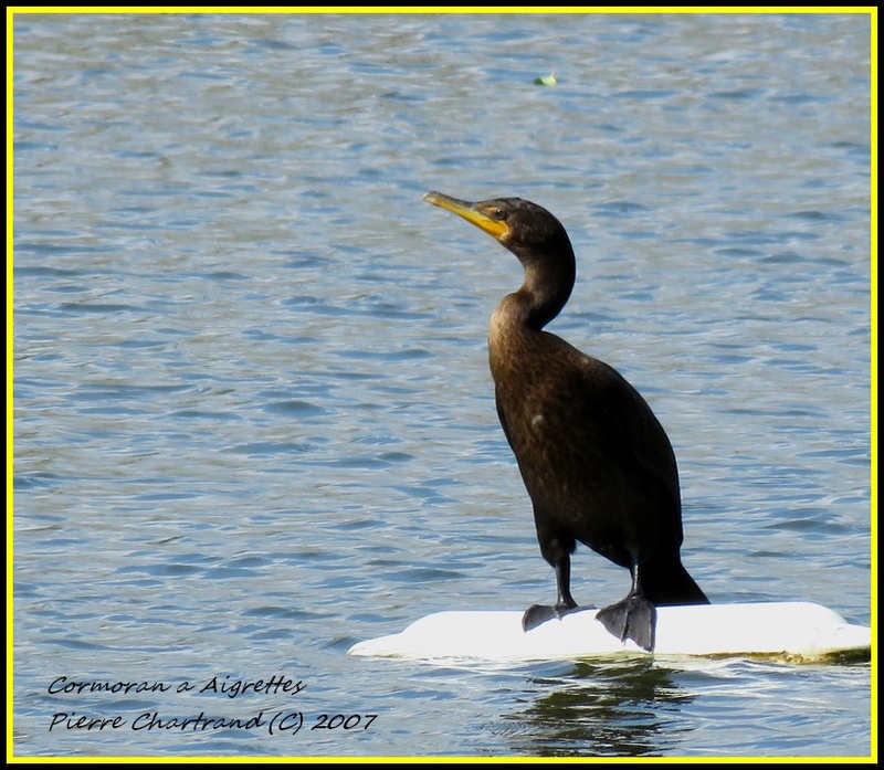 Anjou sur le Lac. Cormor21