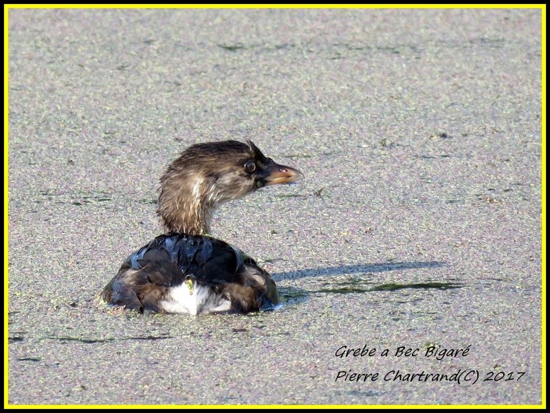 A la Saulaie ce Matin ''La Frayère'' Grebe_13