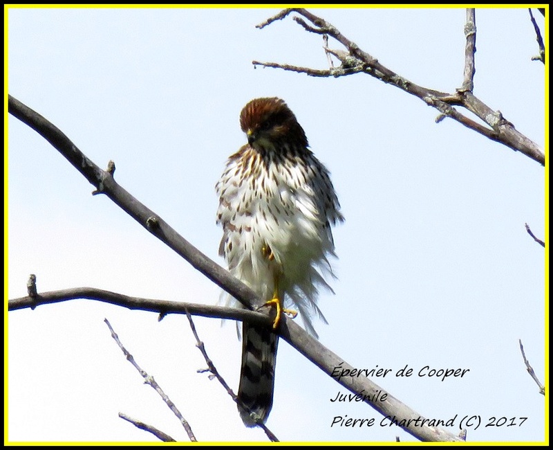 Au Parc Nature des Prairies Secteur Des Marais. Yyperv10