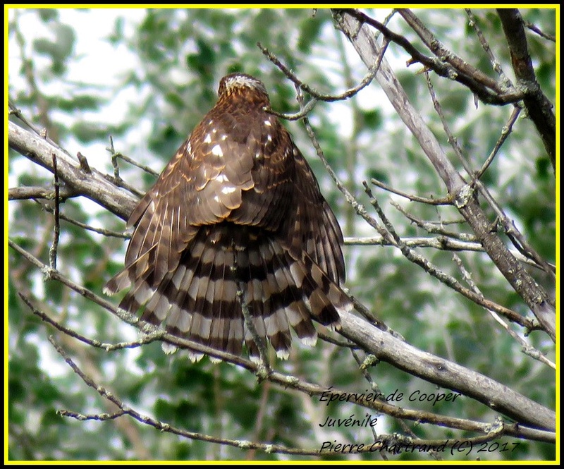 Au Parc Nature des Prairies Secteur Des Marais. Yyperv11