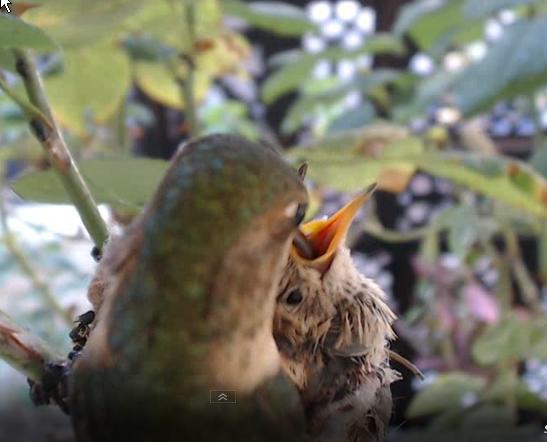 webcam en direct d'un nid de colibri [2012/2013] - Page 3 Screen36