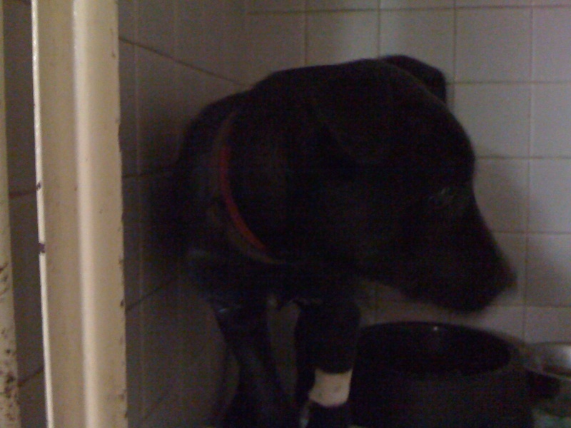 Thay 4 mois  x Labrador - récupéré mourant par mes vétérinaires Img_0117
