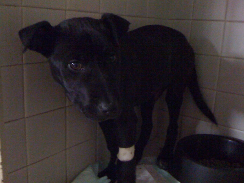 Thay 4 mois  x Labrador - récupéré mourant par mes vétérinaires Img_0118