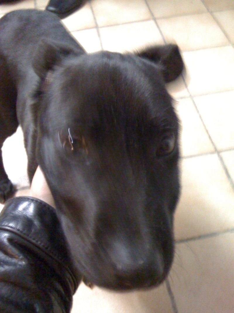 Thay 4 mois  x Labrador - récupéré mourant par mes vétérinaires Img_0119