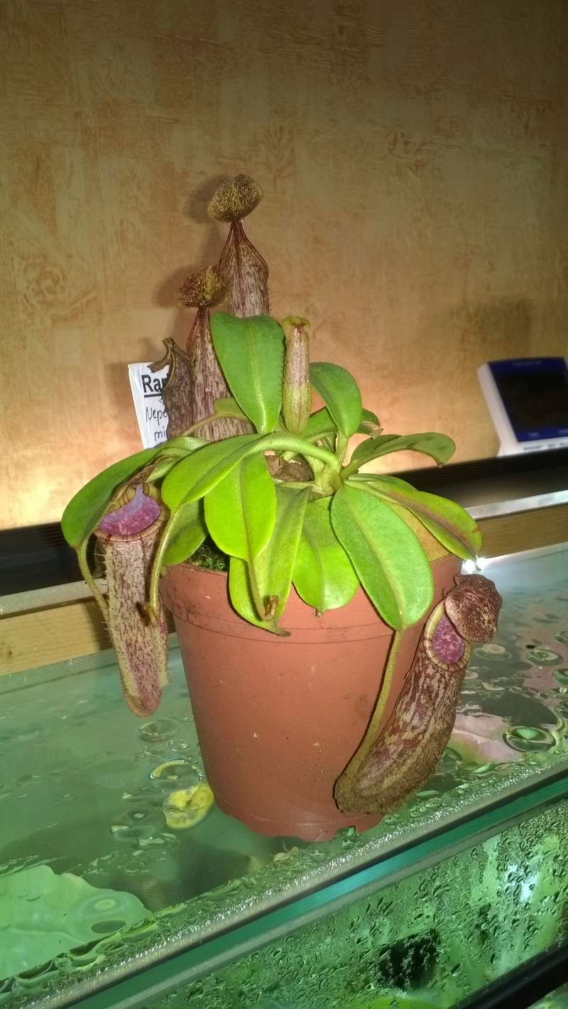 Nepenthes Minima Wp_20267