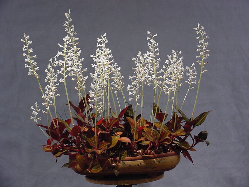 Ludisia discolor: Orchidée terrestre = Liens et ma plante Ludisi11