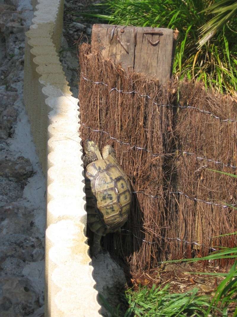 Tortues alpinistes! - Page 2 06_04_23