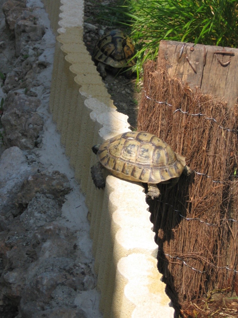 Tortues alpinistes! - Page 2 06_04_27