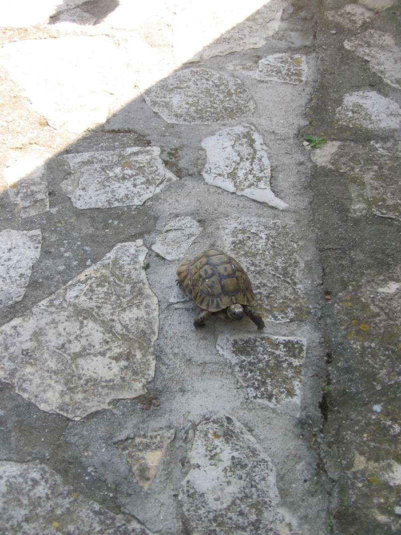 Tortues alpinistes! - Page 2 06_04_29