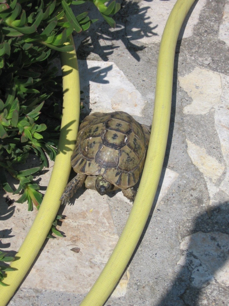 Tortues alpinistes! - Page 2 06_04_30