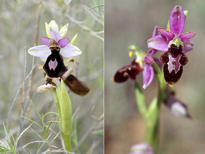 Ophrys magniflora Mag210