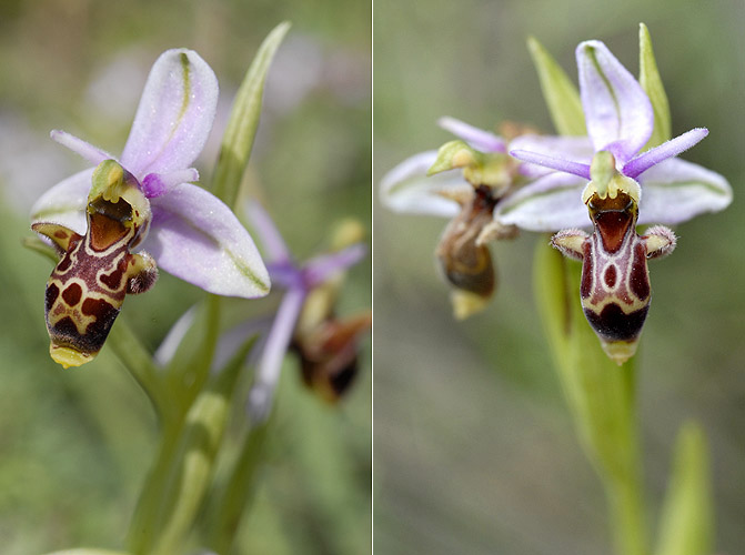 Ophrys picta ( Ophrys peint ) Sco10