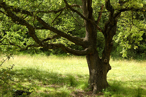 Le vieil arbre Arbre_10