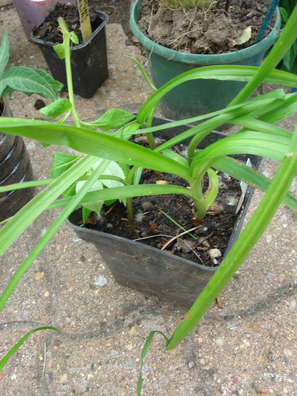  Amaryllis belladona 05_09_10