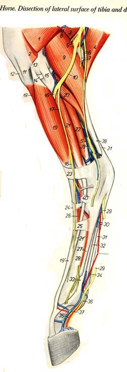 صور تشريحية متنوعة Limb1410