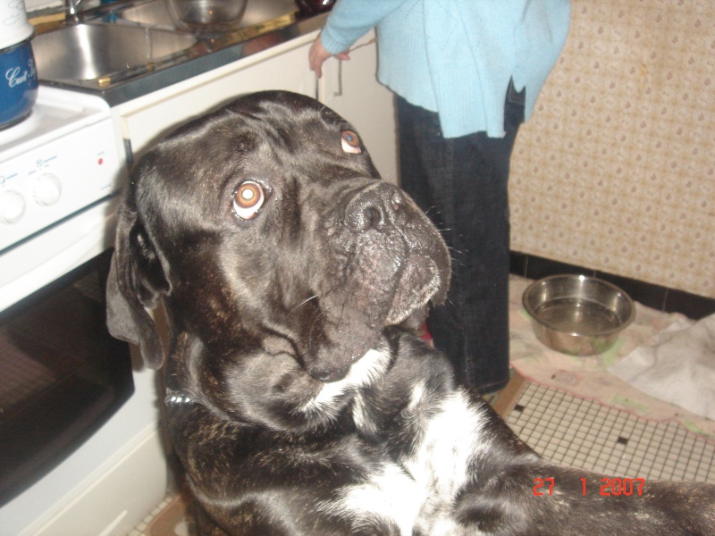 mon cane corso Titan_12