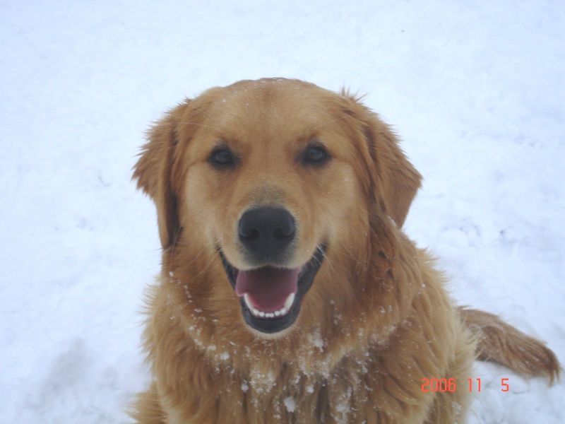 **VOTE** Concours photo : Activité canine d'hiver Dsc00413