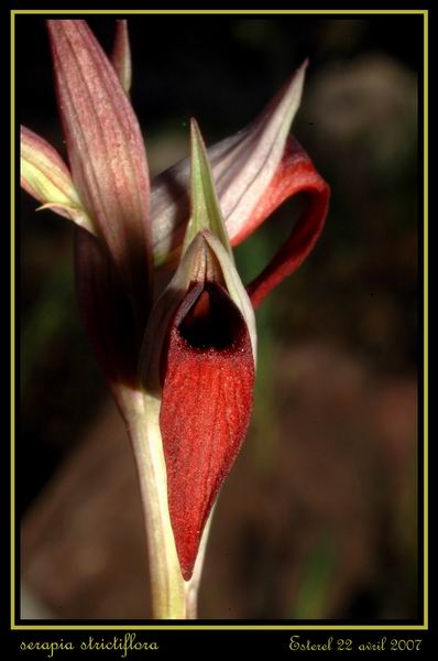 Serapias gregaria/strictiflora ( Sérapias à fleurs raides ) Rester19