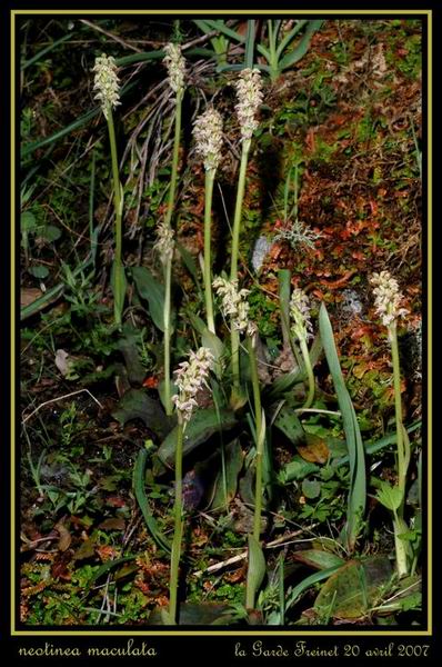 Neotinea maculata ( Orchis intact ) Rvar_010