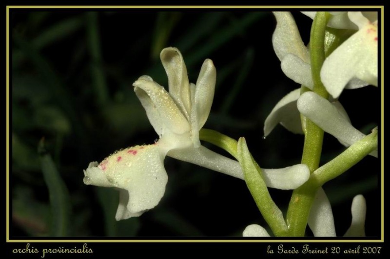 Orchis provincialis ( Orchis de Provence ) Rvar_016