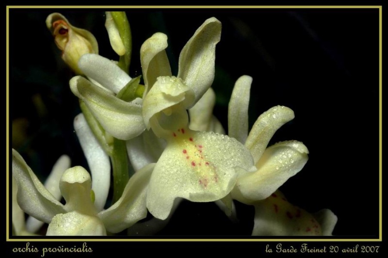 Orchis provincialis ( Orchis de Provence ) Rvar_017