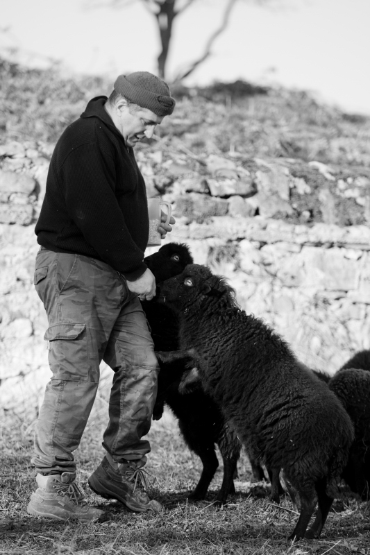 dans - Avez vous réussi à "apprivoiser" vos moutons d'Ouessant ? 2008-110