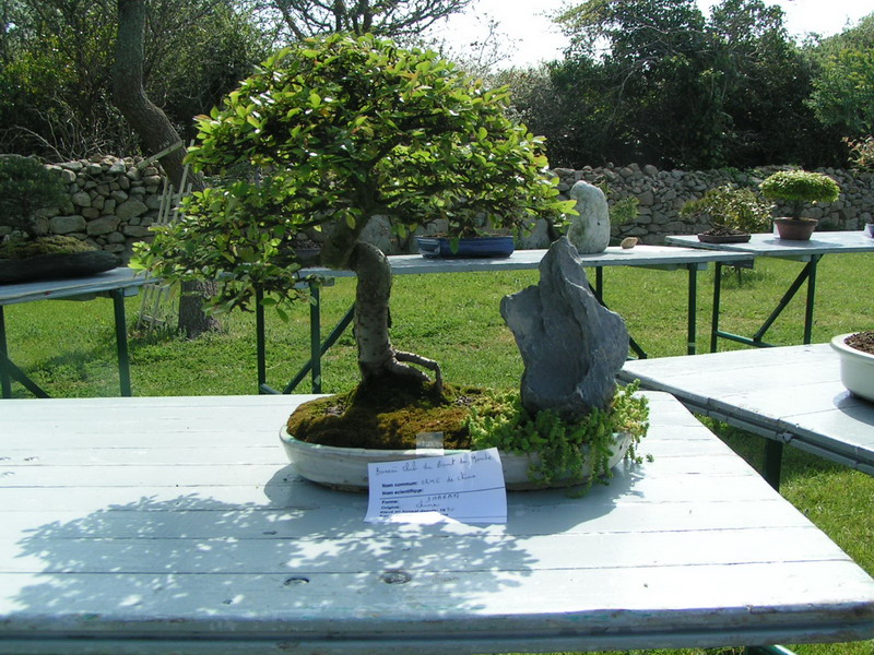 expo de bonsai à esquibien Pict0010