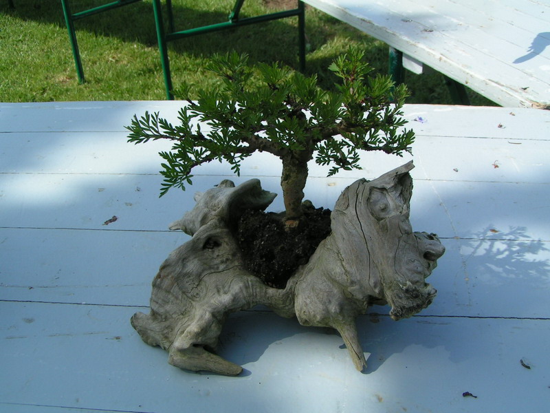expo de bonsai à esquibien Pict0014