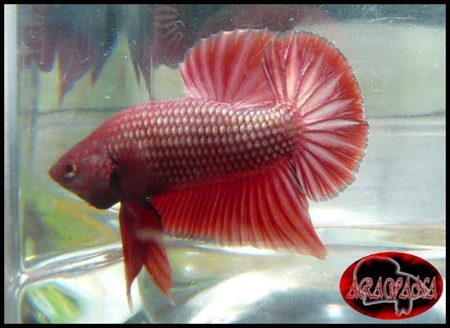 Plakat red dragon X red copper geno yellow copper Male12