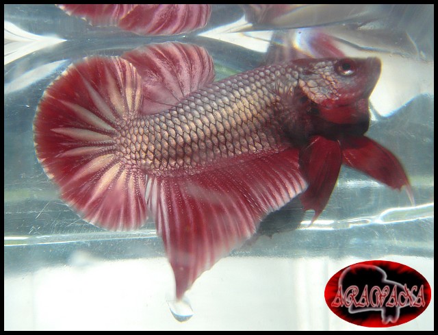 Plakat red dragon X red copper geno yellow copper Male_310
