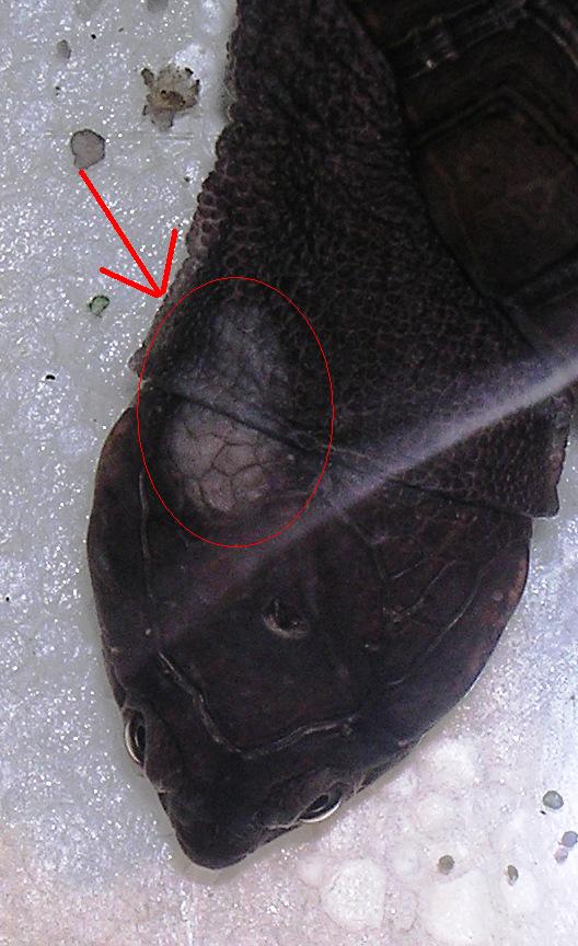 Mycose sur ma tortue Dscn5511