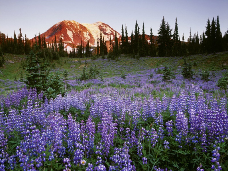 fonds d'ecran Lupins10