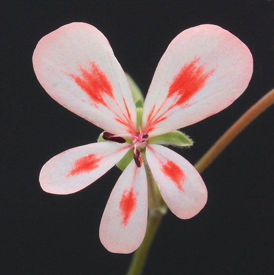 Pelargonium nephrophyllum Img_1011