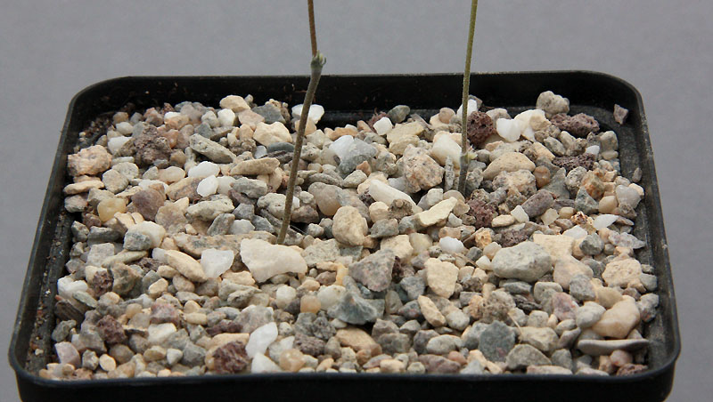Pelargonium nephrophyllum Img_9714