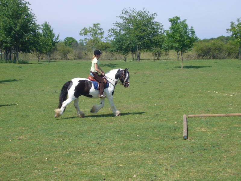 Meeting Irish Cob en Mai dans l'Essone - Page 6 P1010411