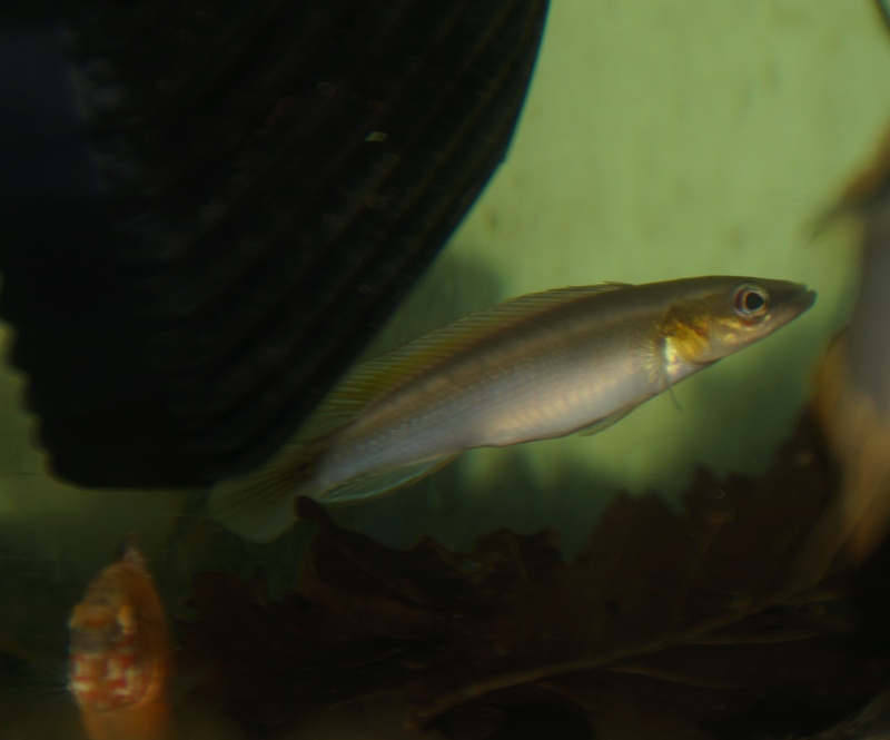 Crenicichla notophthalmus Brésil Rio Negro sauvage Dsc07510