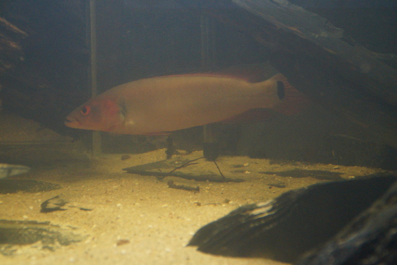 Crenicichla lugubris sp. Atabapo.  - Page 7 Dsc08125