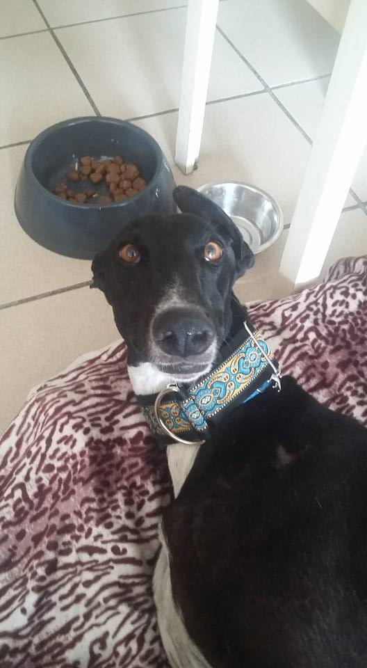Cacao splendide galgo noir Adopté Cacao_12